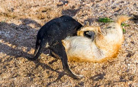 Mongrel dogs on the beach Stock Photos