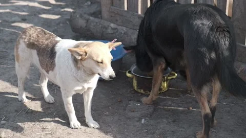 Mongrel dogs on the farm. Vídeos de archivo 133251885