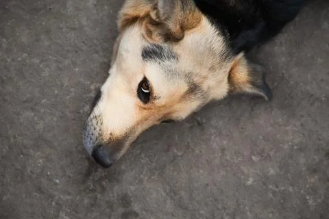 A mongrel dogs muzzle, close-up of a dog in a rural yard, cute breedless dog, Stock Photos