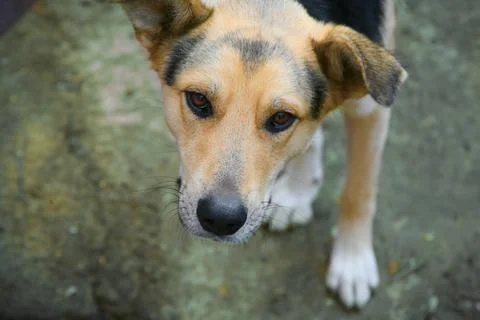 A mongrel dogs muzzle ?lose-up Stock Photos