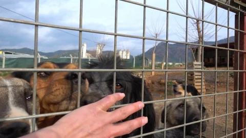 Mongrel dogs struggling to get some love from behind the metal net Stock Footage 87924290