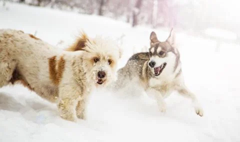 Mongrel dogs in winter Foto stock