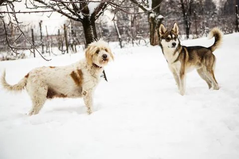 Mongrel dogs in winter Stock Photos