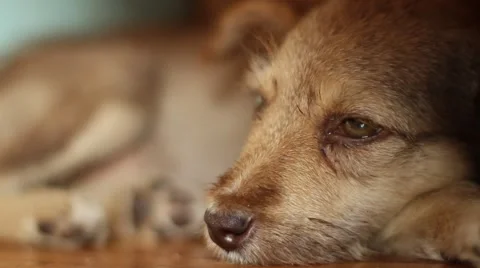 Mongrel lying on the floor, close-up Video stock 40076824