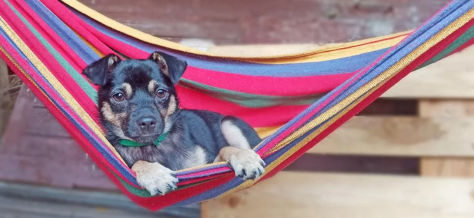 Mongrel lying on multi-colored hammock in the garden. Dog on rest Stock Photos