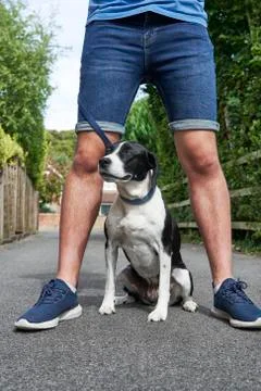 Mongrel pet dog sitting between owners legs Stock Photos
