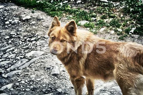 Mongrel Stock Photos