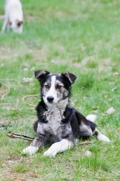 Mongrel Stock Photos