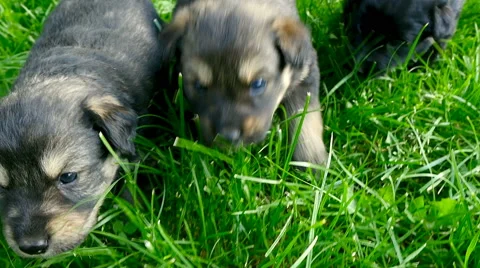 Mongrel puppies closeup Stock Footage 63748776