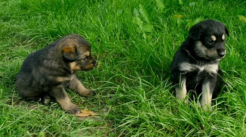 Mongrel puppies closeup Stock Footage 63750906