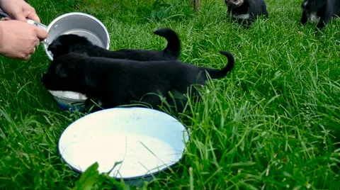 Mongrel puppies eating Video stock 63755023