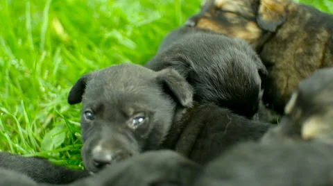 Mongrel puppies sleep Stock Footage 63754697