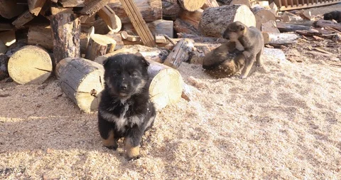 Mongrel Puppy And Looking At Camera Stock-Footage 104198027