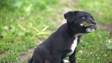 Mongrel puppy, black coloring eats grass Stock Footage 108999059
