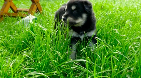 Mongrel puppy closeup Stock Footage 63751132