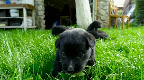 Mongrel puppy closeup Stock Footage 63751145