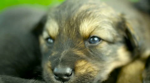 Mongrel puppy closeup Stock Footage 63754043