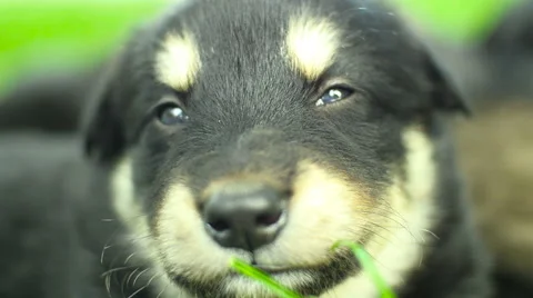 Mongrel puppy closeup Stock Footage 63755064