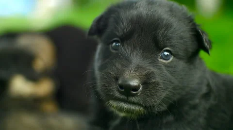 Mongrel puppy closeup Stock Footage 63768555