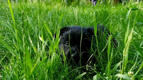 Mongrel puppy on grass Video stock 74118198