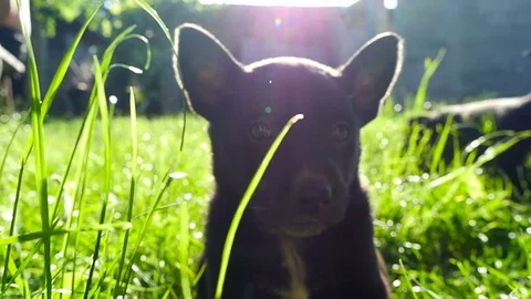 Mongrel puppy on grass Stock Footage 74119687