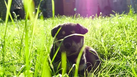 Mongrel puppy on grass Stock Footage 74119722