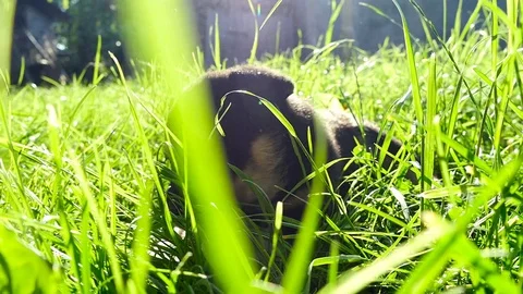 Mongrel puppy on grass Stock Footage 74119945
