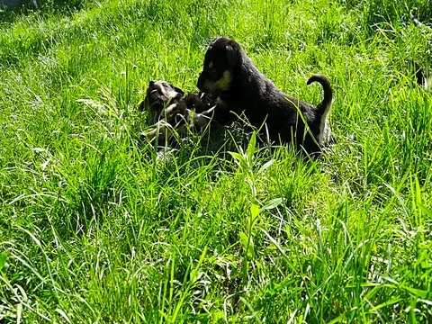 Mongrel puppy on grass Stock Footage 74123334