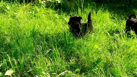 Mongrel puppy on grass Stock-Footage 75797975