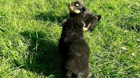Mongrel puppy on grass Stock Footage 75799171