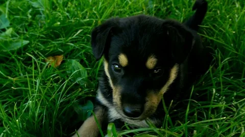 Mongrel puppy on grass Video stock 75799297