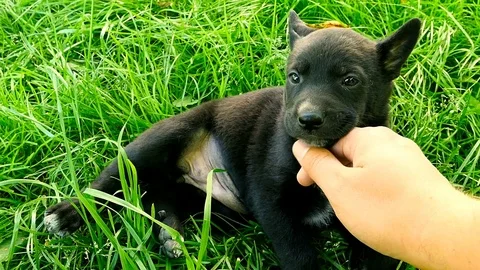 Mongrel puppy play with hand Stock Footage 75797936