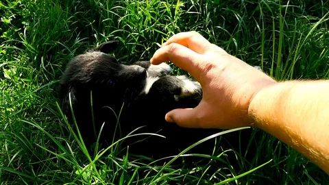 Mongrel puppy play with hand Stock-Footage 75797948
