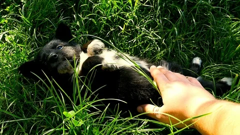 Mongrel puppy play with hand Stock Footage 75799053