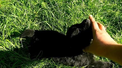 Mongrel puppy play with hand Video stock 75799104