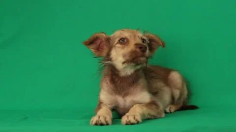 Mongrel puppy wags its tail  on a green screen Stock Footage 39938744
