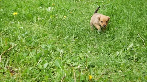A mongrel puppy walking on the grass. Front view. Slow motion Stock Footage 154551393