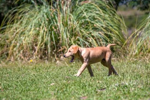 A mongrel puppy walking on the grass while yawns. captured at the Andean moun Stock Photos