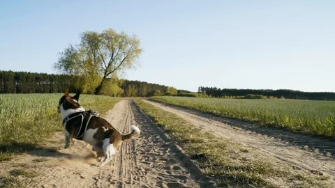 Mongrel running along a dirt road behind a thrown stone Stock Footage 109391606