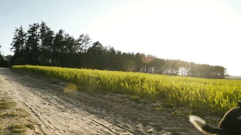 Mongrel running along a dirt road behind a thrown stone Stock Footage 109391622