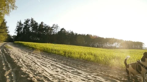 Mongrel running along a dirt road behind a thrown stone Stock Footage 109391623