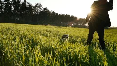 A mongrel running behind a thrown stone in a young field of grain Video stock 109391635