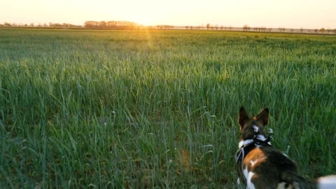 A mongrel running behind a thrown stone in a young field of grain Stock Footage 109391652