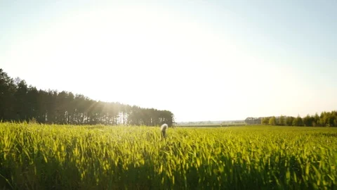Mongrel running on a young field of grain Video stock 109391648