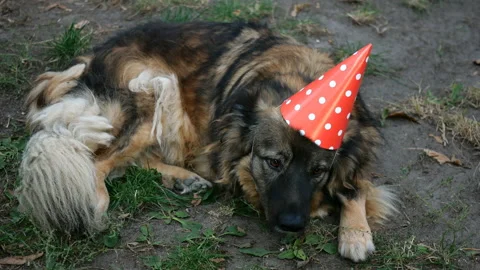 Mongrel shaggy dog in birthday cap lies on grass in backyard. Stock Footage