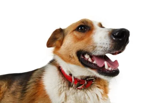 Mongrel stray dog Stock Photos