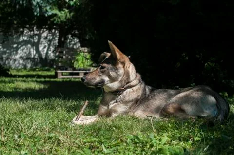 Mongrel stray dog Stock Photos