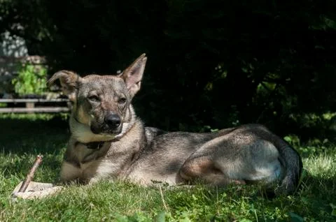 Mongrel stray dog Stock Photos