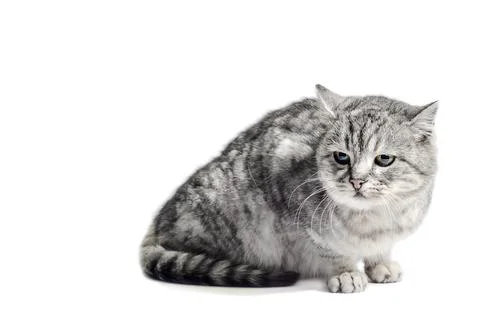 Mongrel tabby cat sits on a white background Stock Photos