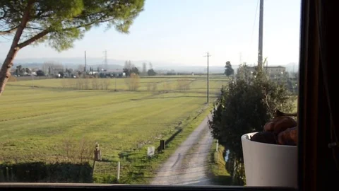 Mongrel waiting for the owner Stock Footage 72401191